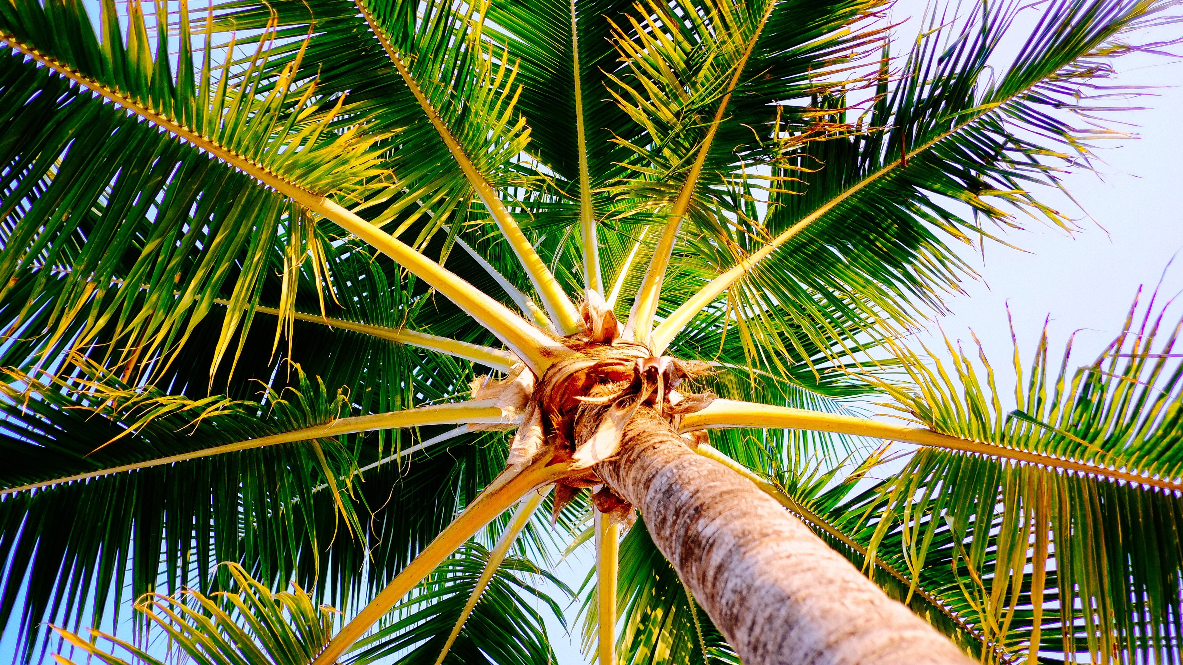 Detail High Resolution Palm Tree Images Nomer 42