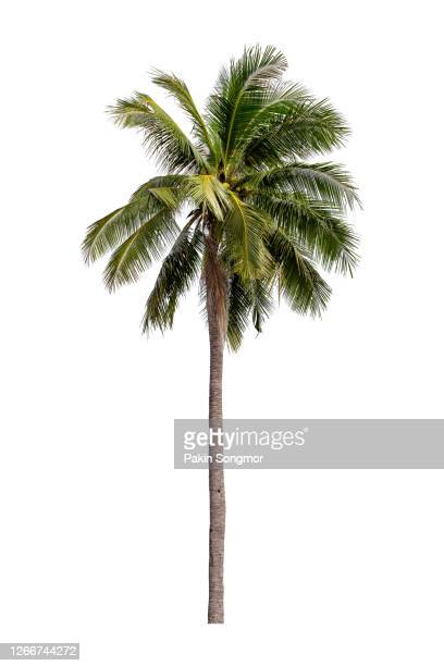 Detail High Resolution Palm Tree Images Nomer 44