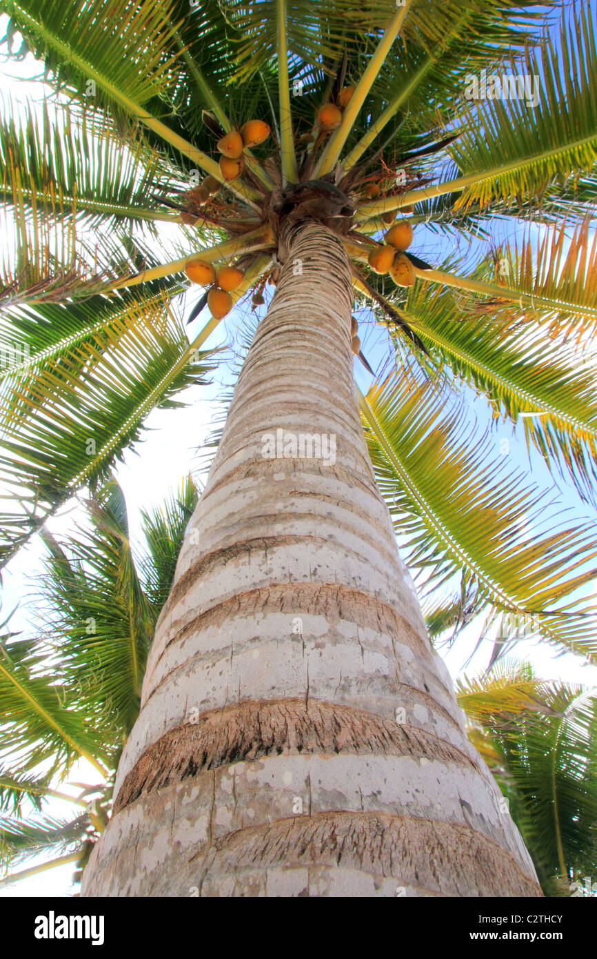 Detail High Resolution Palm Tree Images Nomer 45