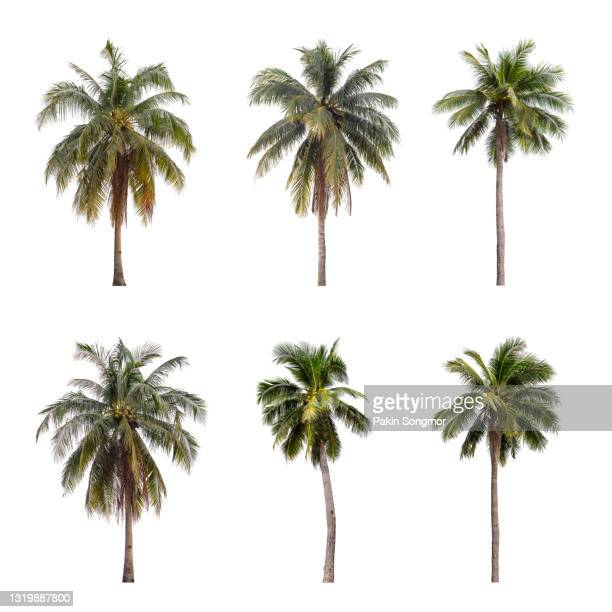 Detail High Resolution Palm Tree Images Nomer 49