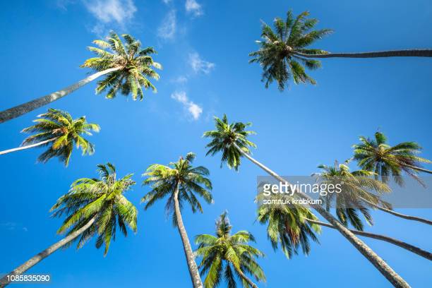 Detail High Resolution Palm Tree Images Nomer 53