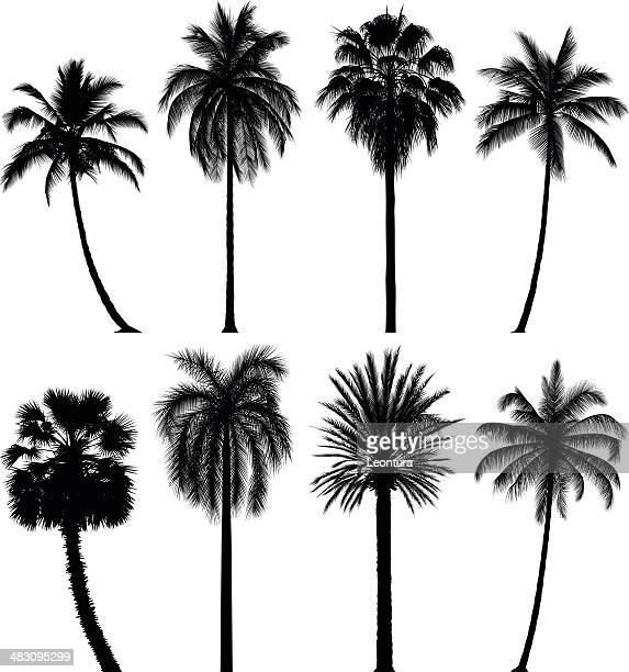 Detail High Resolution Palm Tree Images Nomer 54