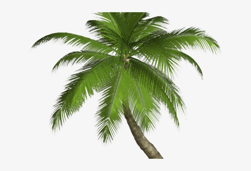 Detail High Resolution Palm Tree Images Nomer 7