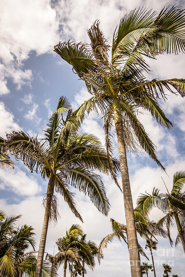 Detail High Resolution Palm Tree Images Nomer 10