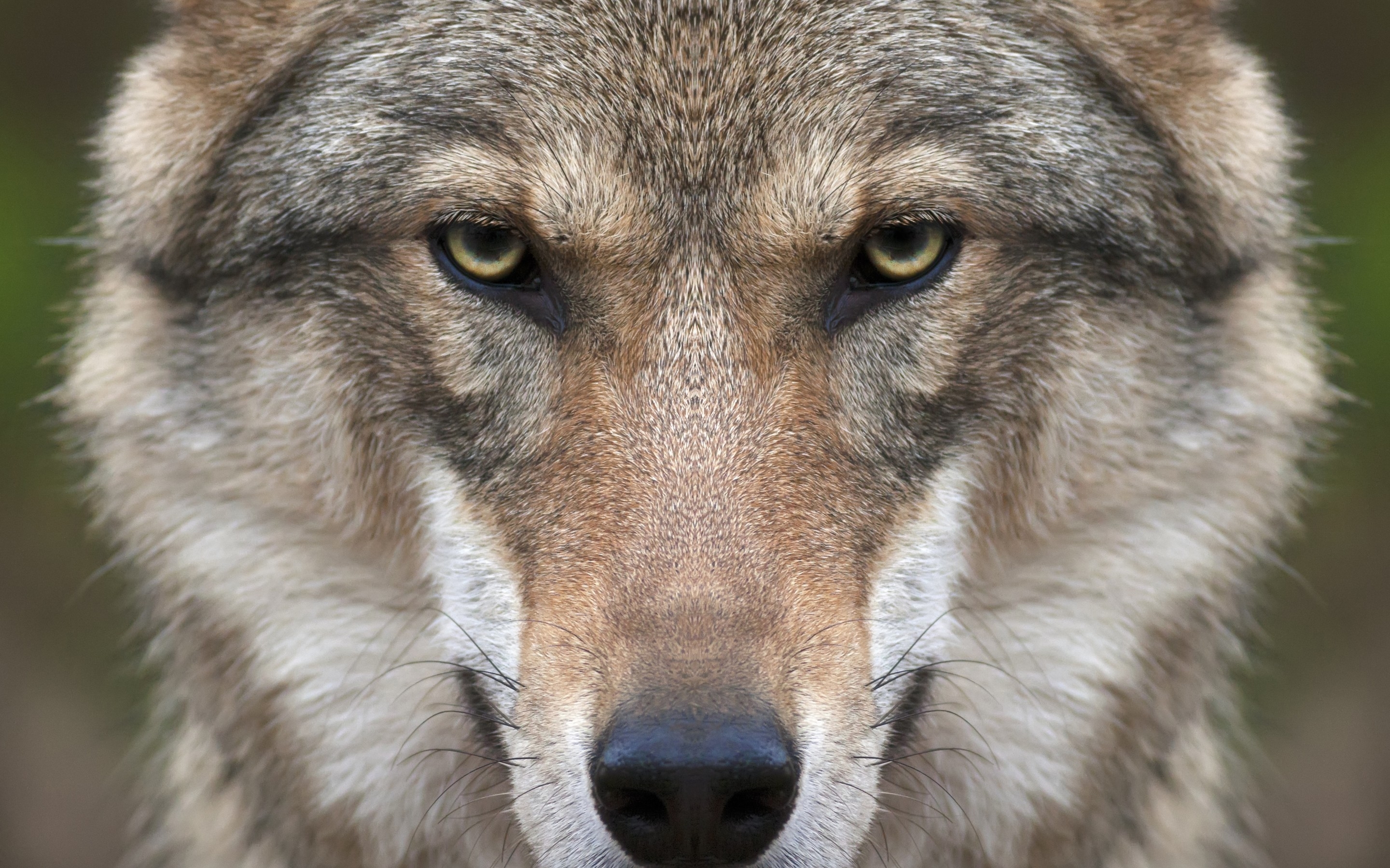 Detail High Resolution Wolf Nomer 17