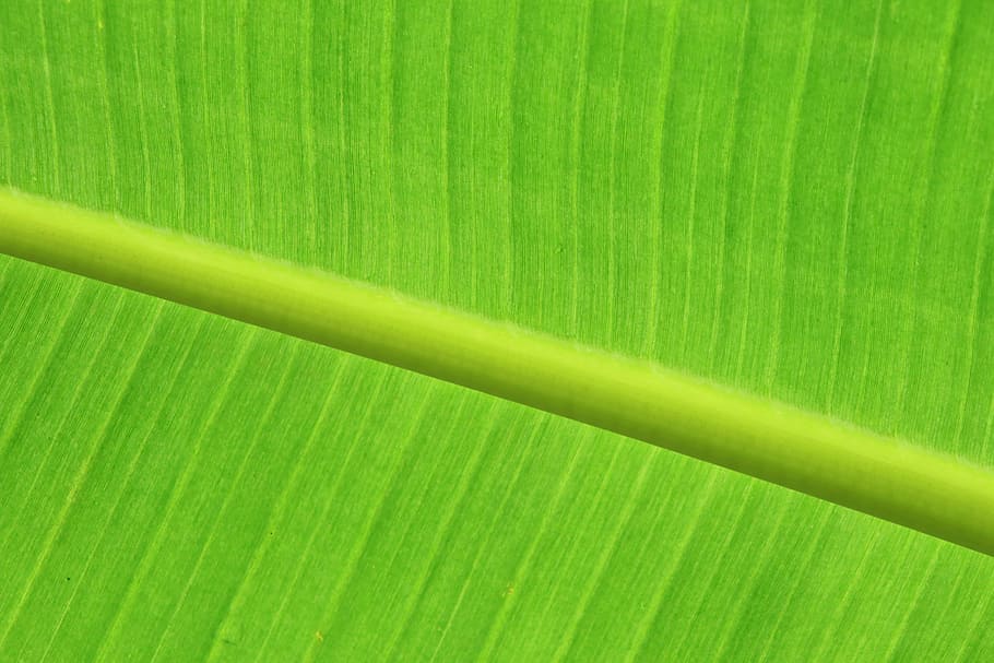 Detail Hijau Daun Pisang Nomer 5