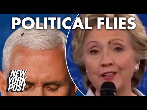 Detail Hillary Clinton Fly Meme Nomer 27