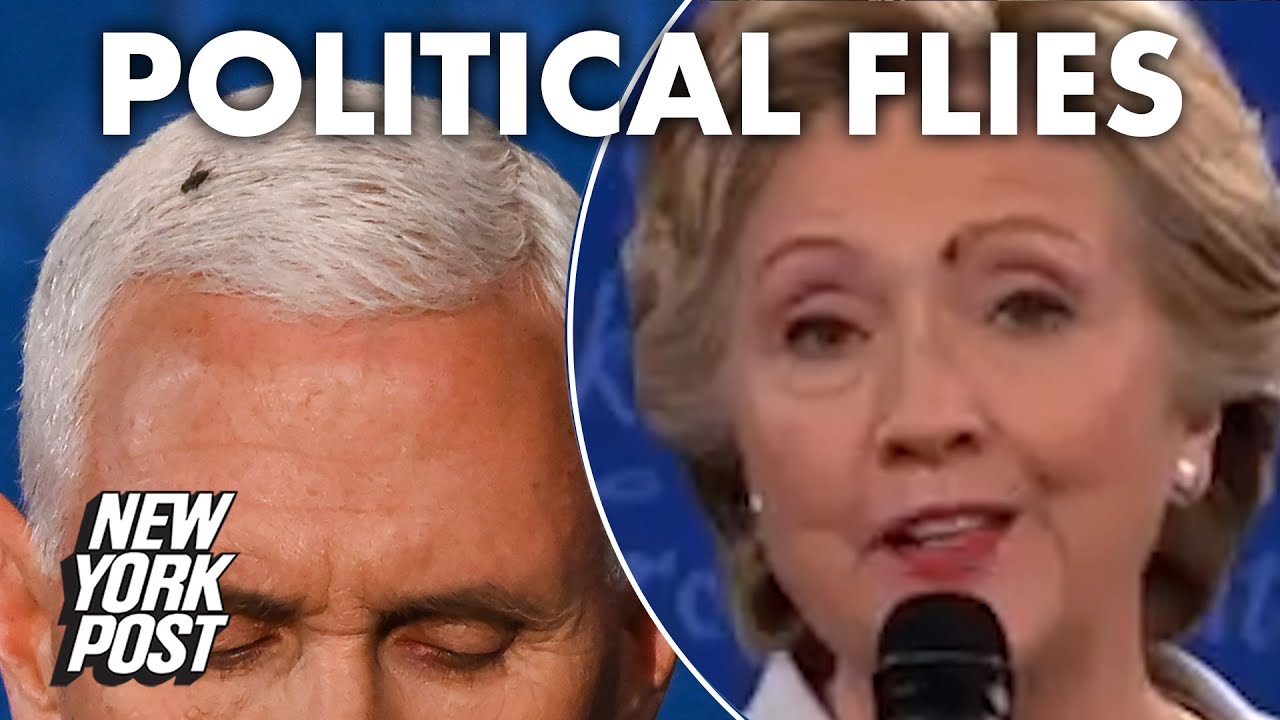 Detail Hillary Clinton Fly Meme Nomer 7