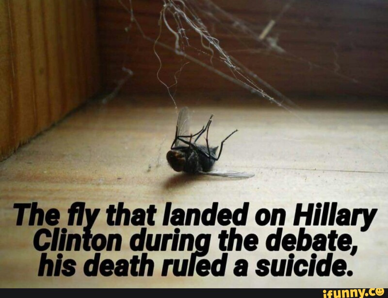 Detail Hillary Clinton Fly Memes Nomer 40