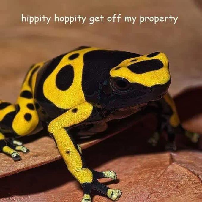 Hippity Hoppity Meme - KibrisPDR