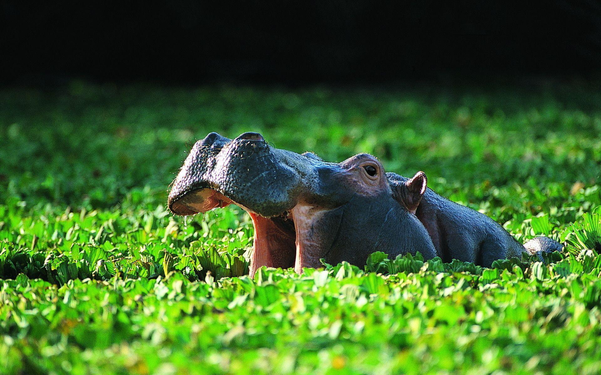 Hippo Background - KibrisPDR