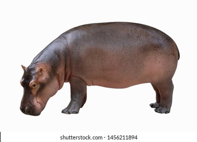 Detail Hippo Background Nomer 16