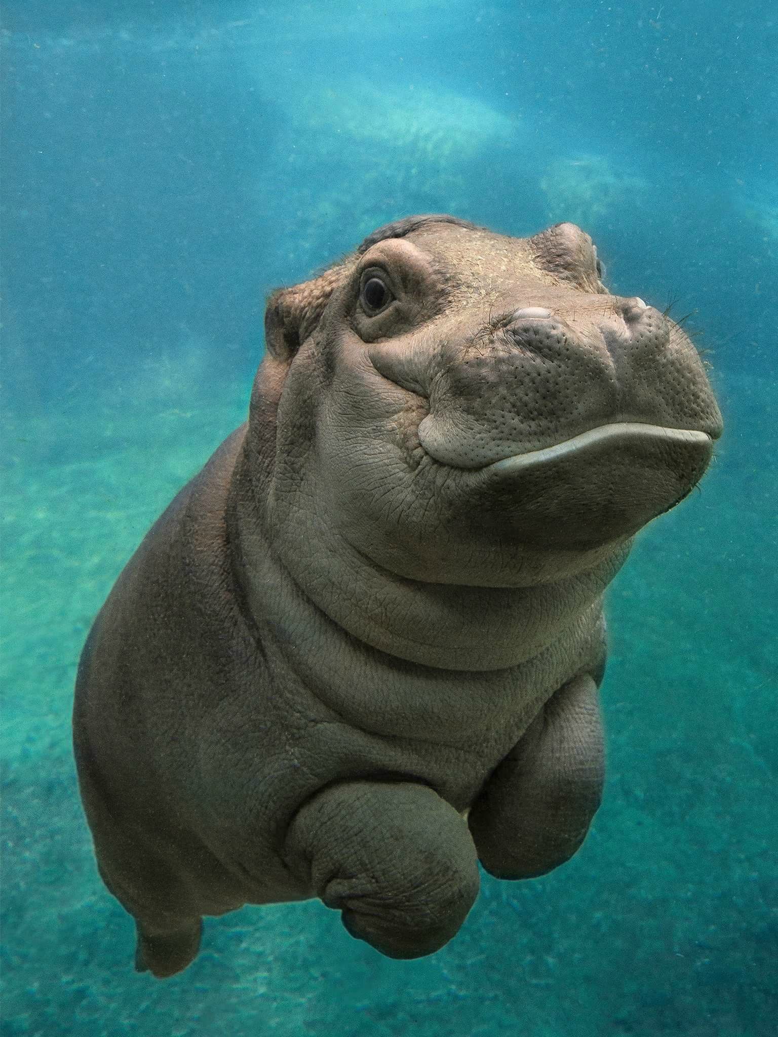 Detail Hippo Background Nomer 3
