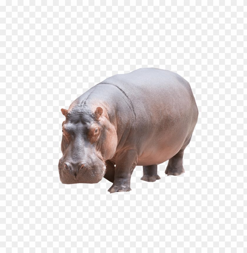 Detail Hippo Background Nomer 23