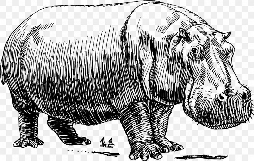 Detail Hippo Clipart Black And White Nomer 19