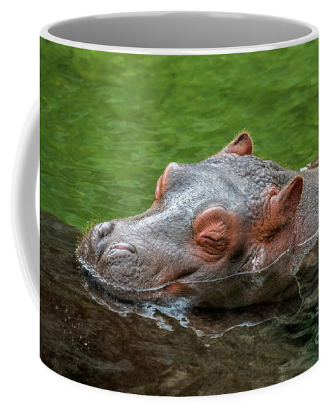 Detail Hippo Coffee Mug Nomer 37