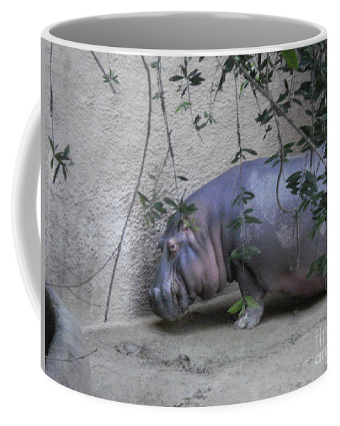 Detail Hippo Coffee Mug Nomer 53