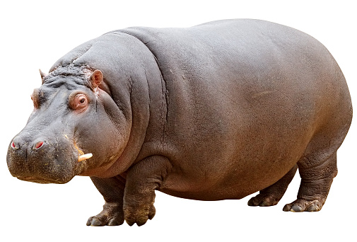 Hippo Down Load - KibrisPDR