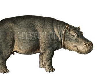 Detail Hippo Down Load Nomer 48
