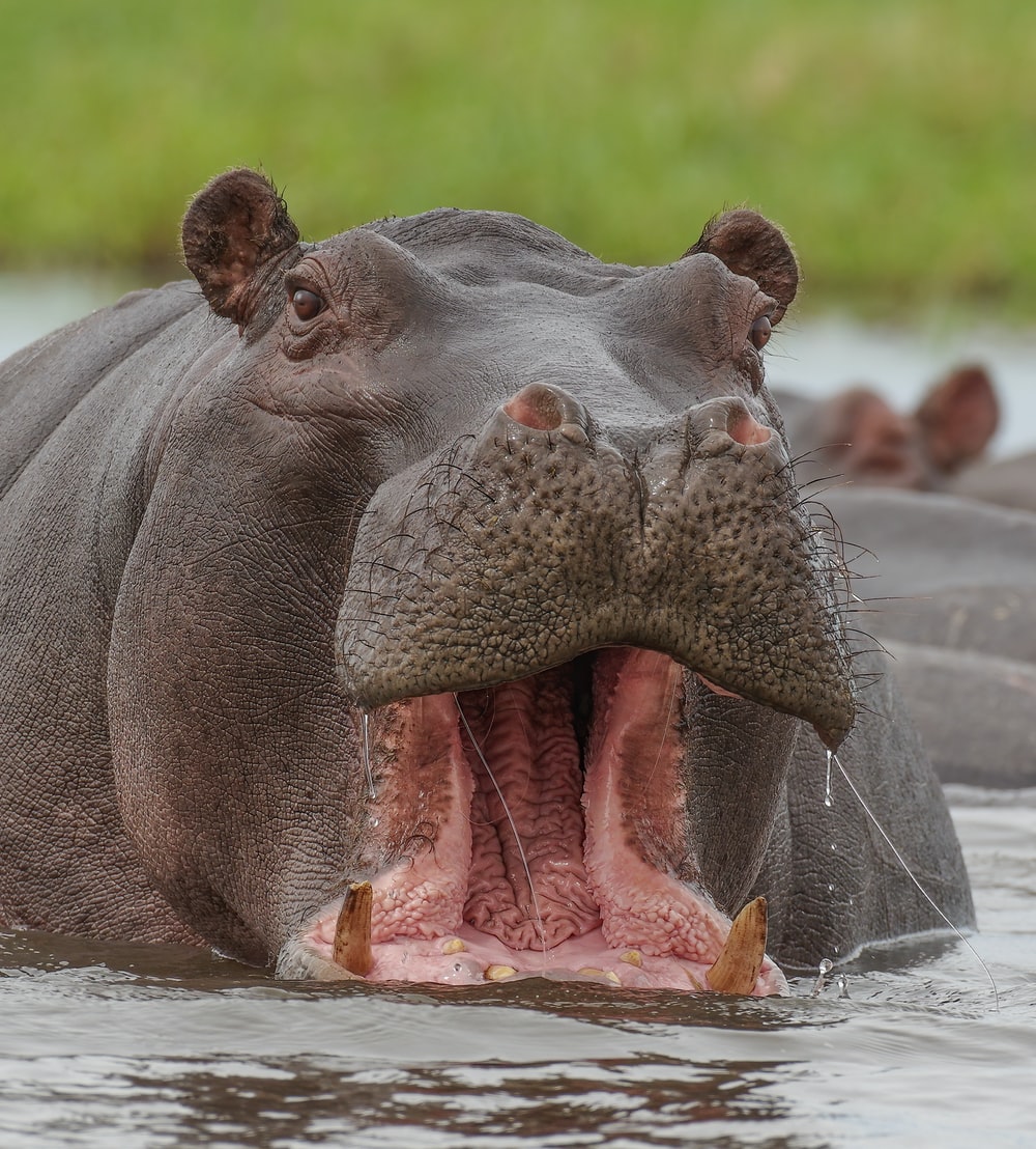 Detail Hippo Downloader Nomer 12