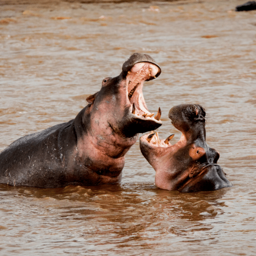 Detail Hippo Downloader Nomer 14