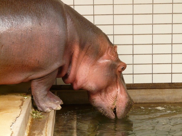 Detail Hippo Downloader Nomer 18