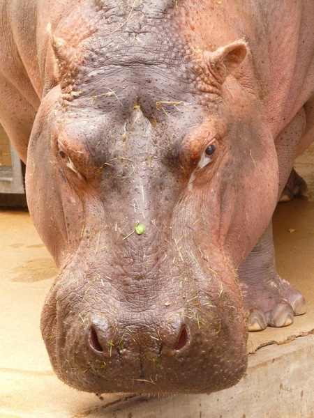 Detail Hippo Downloader Nomer 21