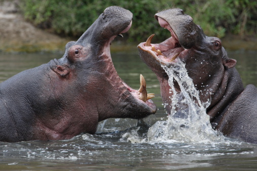 Detail Hippo Downloader Nomer 22