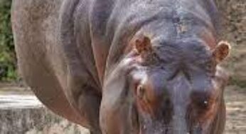 Detail Hippo Downloader Nomer 24