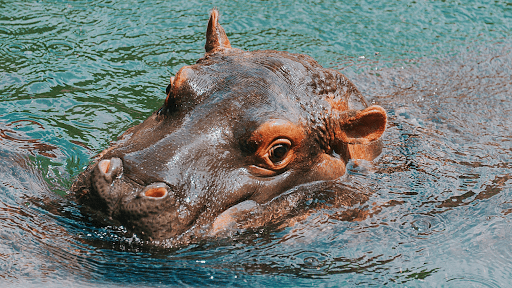 Detail Hippo Downloader Nomer 26