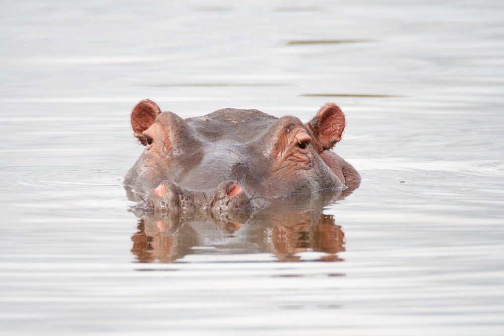 Detail Hippo Downloader Nomer 27