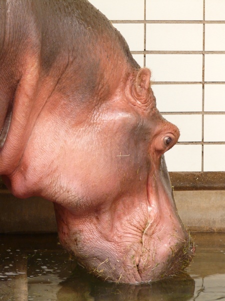 Detail Hippo Downloader Nomer 32
