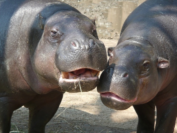 Detail Hippo Downloader Nomer 9