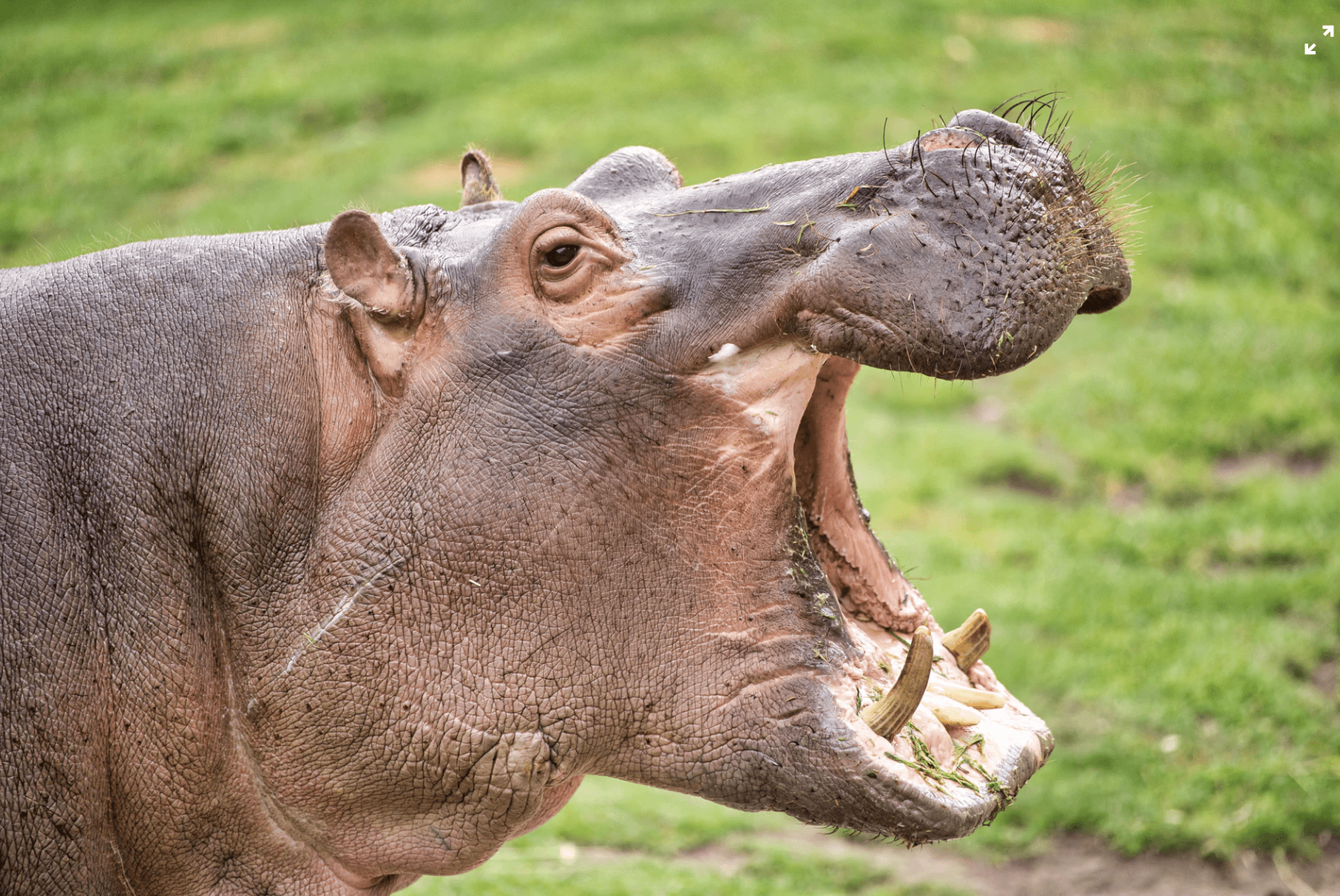 Detail Hippo Image Nomer 15