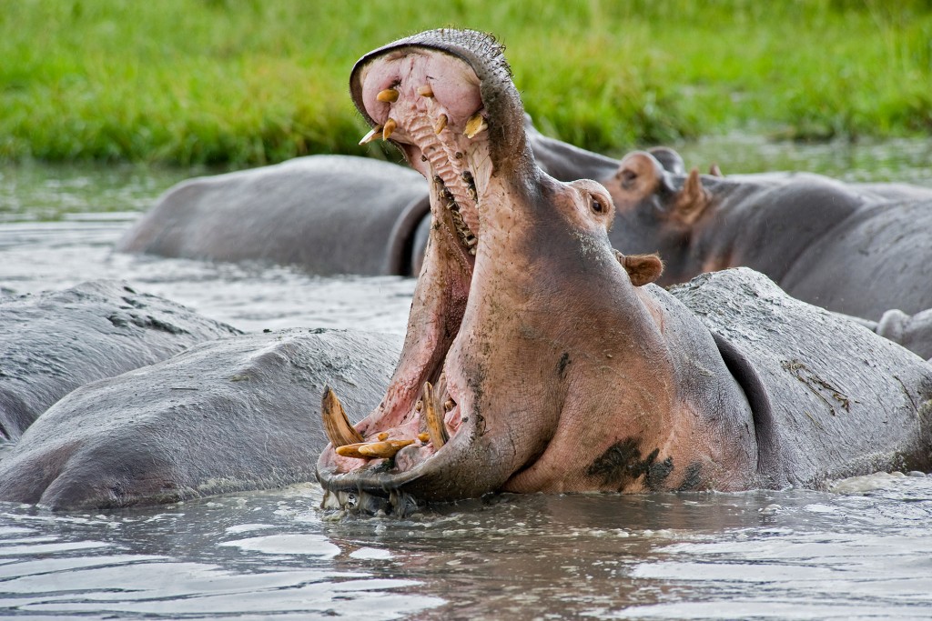 Detail Hippo Image Nomer 33