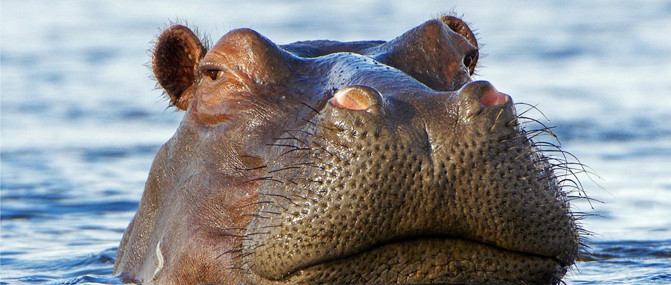 Detail Hippo Image Nomer 45