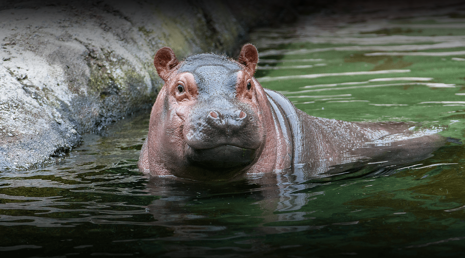 Detail Hippo Images Nomer 27