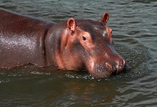 Detail Hippo Pics Nomer 13