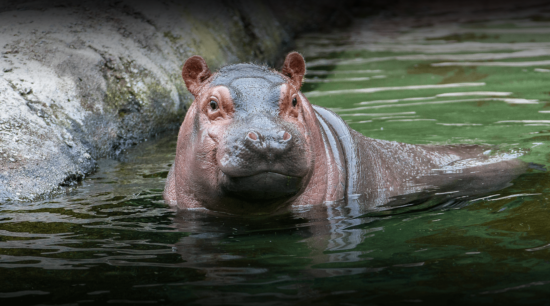 Detail Hippo Pics Nomer 14