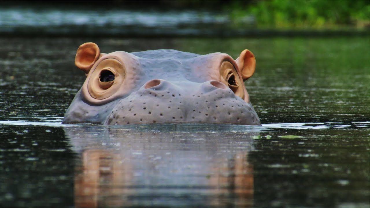 Detail Hippo Pics Nomer 15