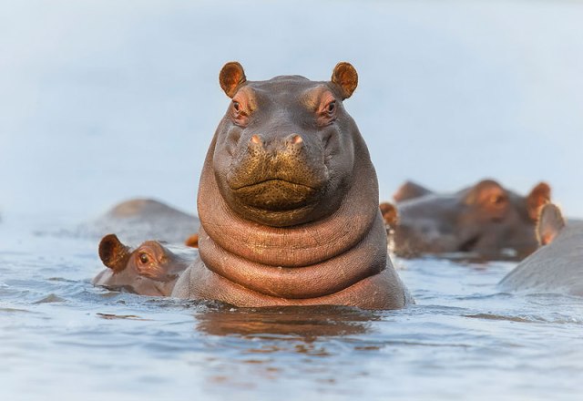 Detail Hippo Pics Nomer 22