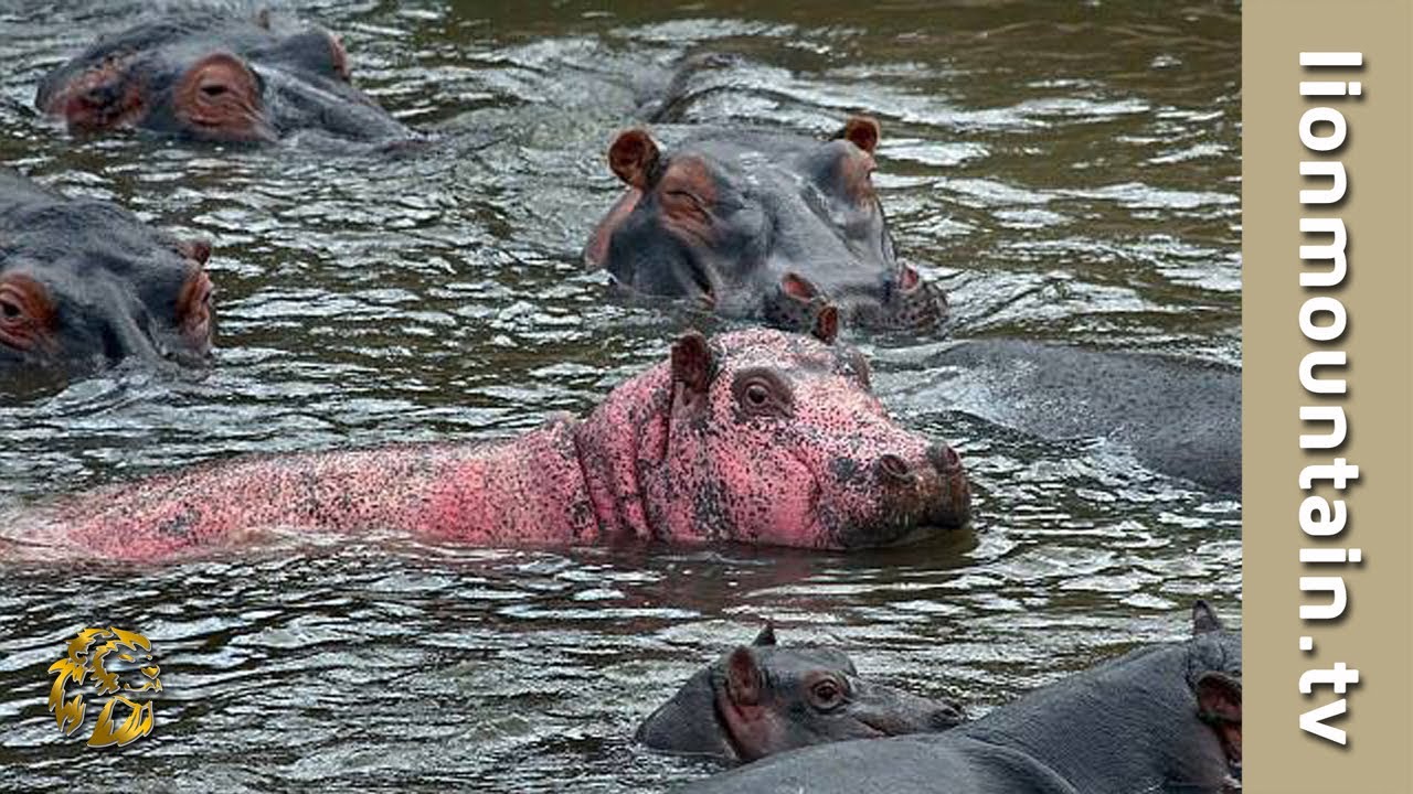 Detail Hippo Pics Nomer 28