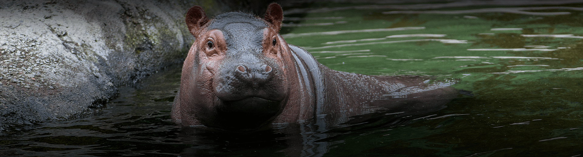 Detail Hippo Pics Nomer 30