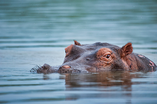 Detail Hippo Picture Nomer 22