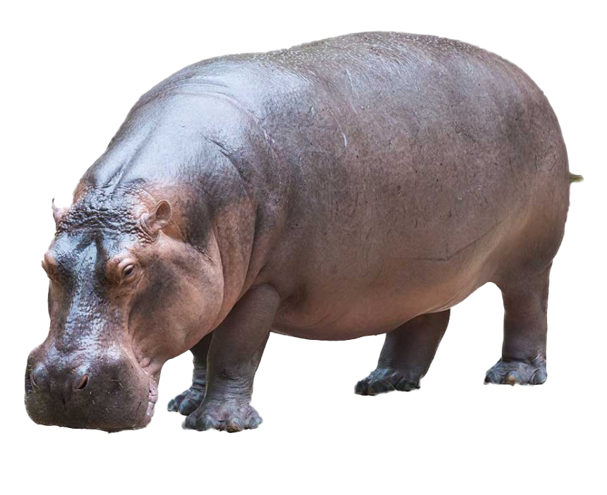 Hippo Transparent - KibrisPDR