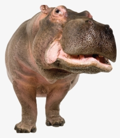 Detail Hippo Transparent Nomer 3