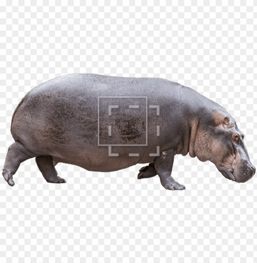 Detail Hippo Transparent Nomer 23