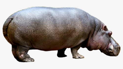 Detail Hippo Transparent Nomer 6