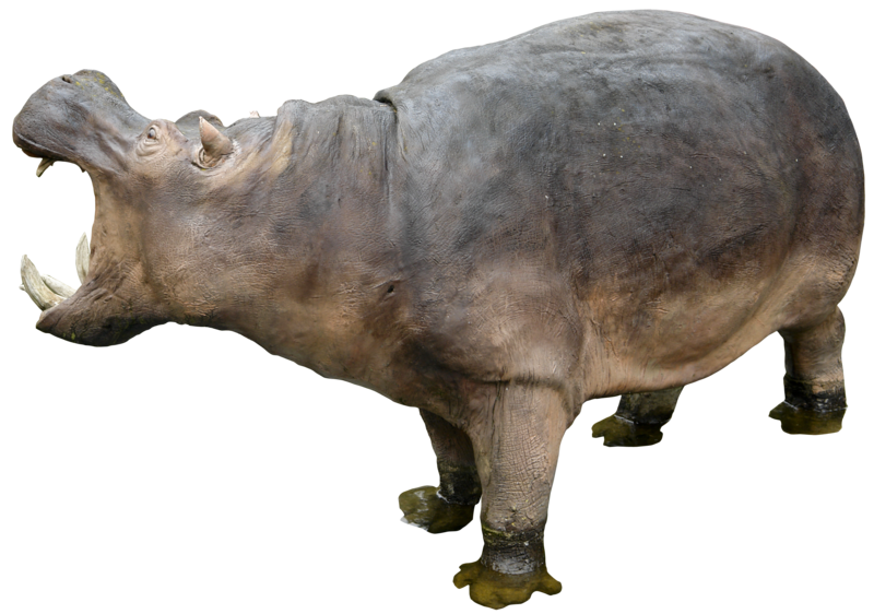 Download Hippo Transparent Nomer 7