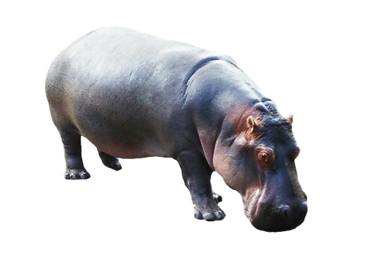Detail Hippo Transparent Nomer 8